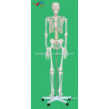 180cm Lebensgröße Bewegliches Skelett menschliches Modell
